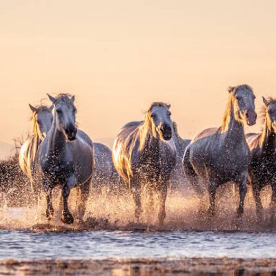 Urlaub in der Camargue – Tipps für den Aufenthalt in der französischen Naturoase