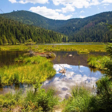 Bayerische Wald