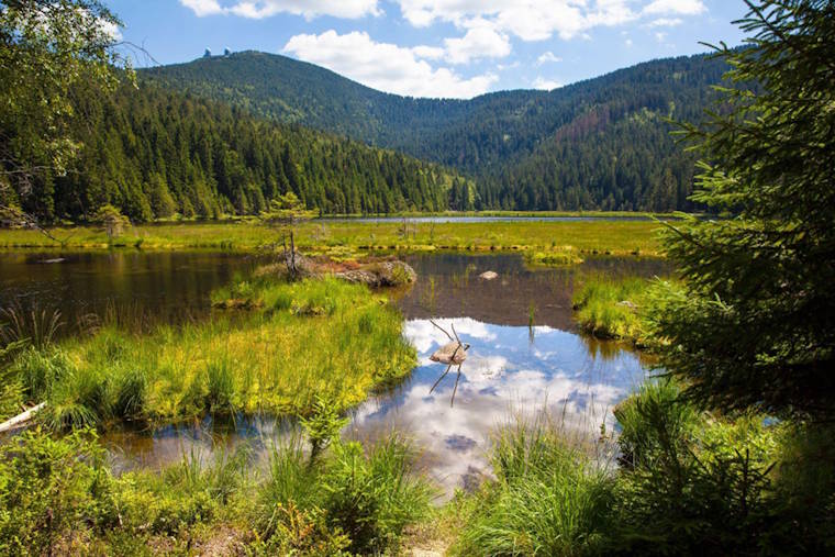 Bayerische Wald