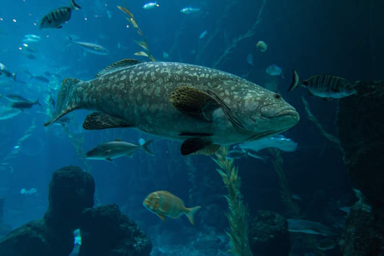 Aquarium in Las Palmas