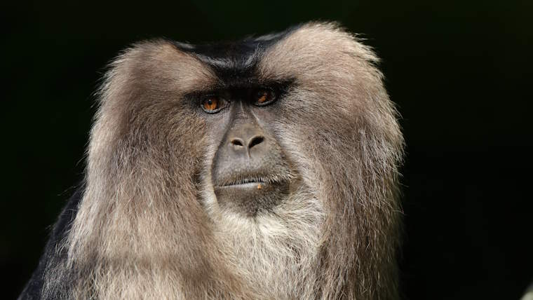 Zoo de Santillana del Mar